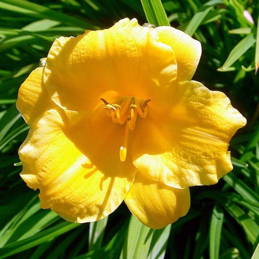 Hemerocallis Stella de Oro - Emerocallide