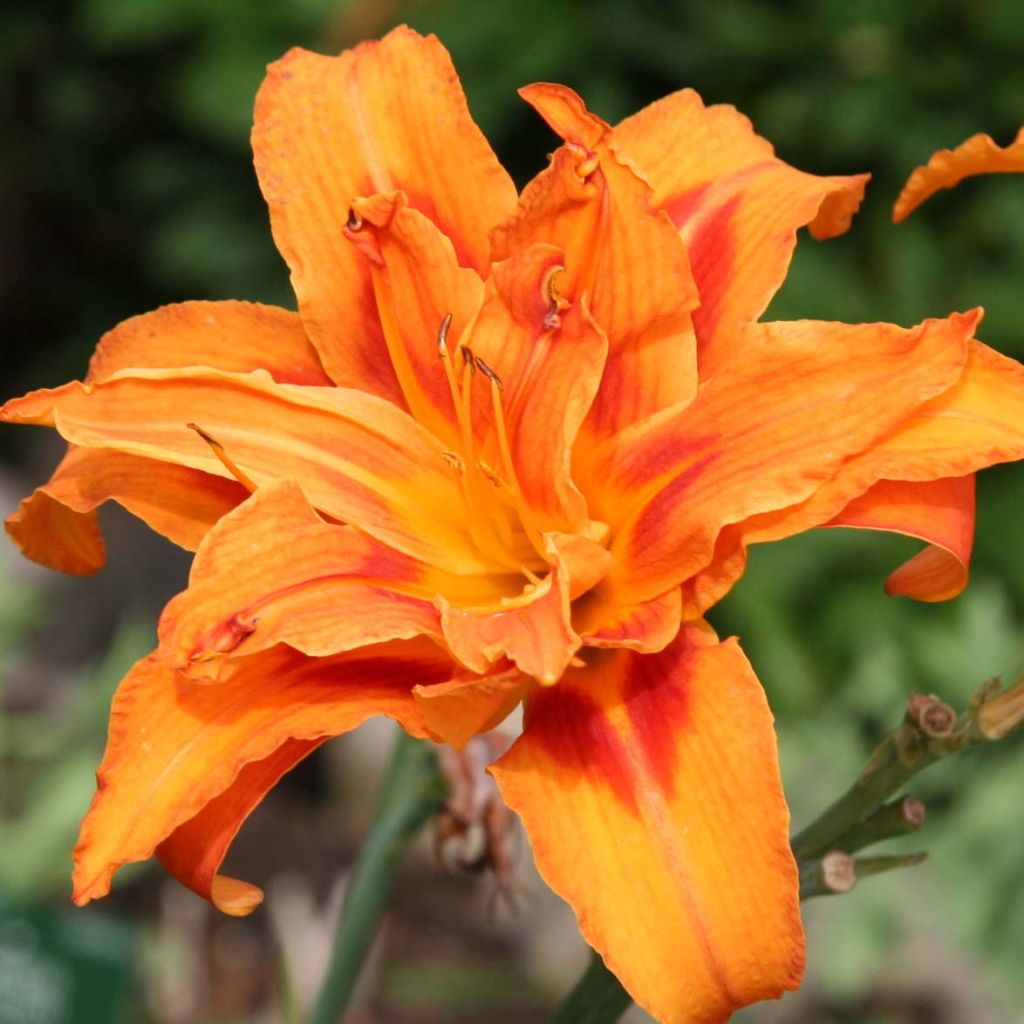 Hemerocallis fulva Flore Pleno - Giglio di San Giuseppe a fiore doppio