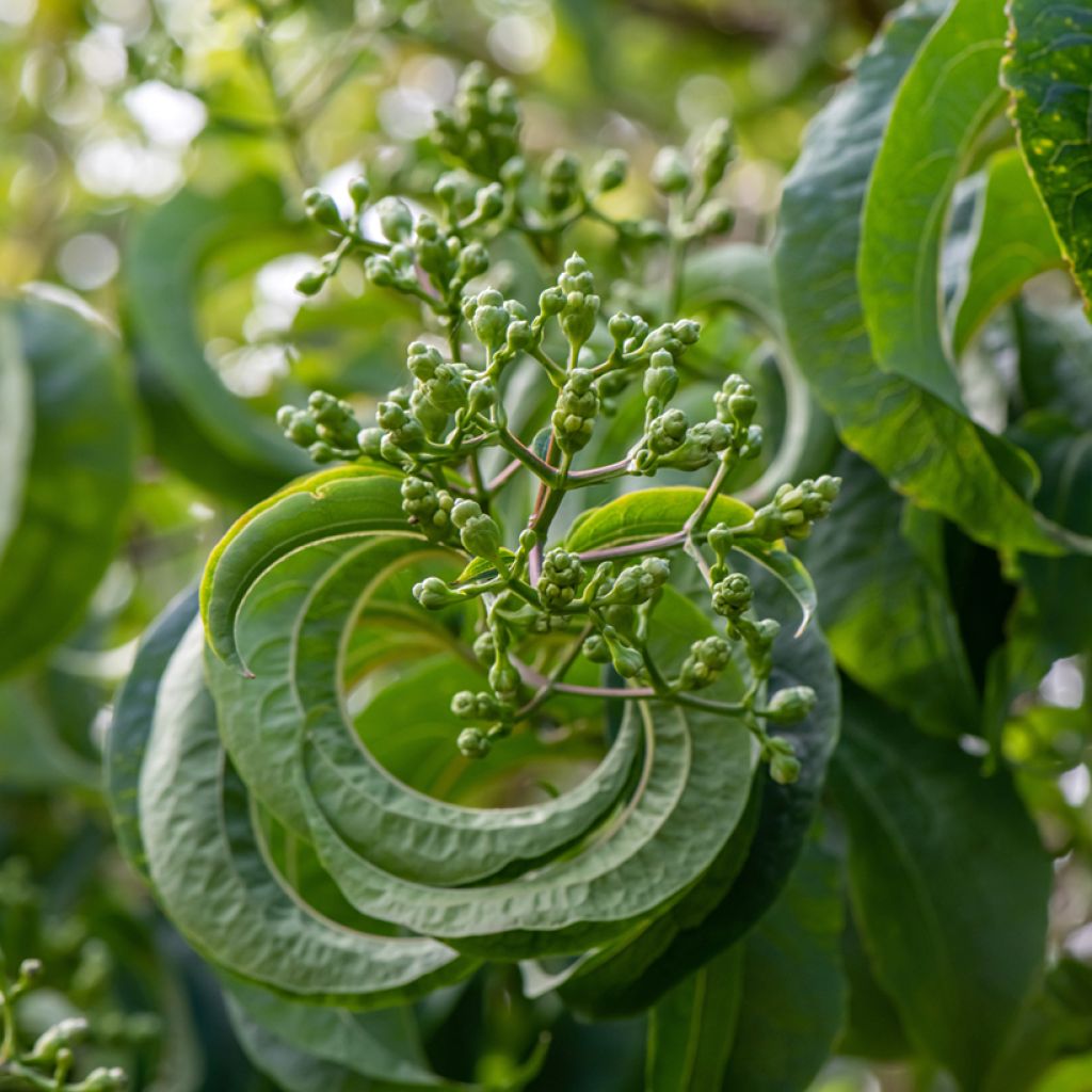 Heptacodium miconioides Temple of Bloom