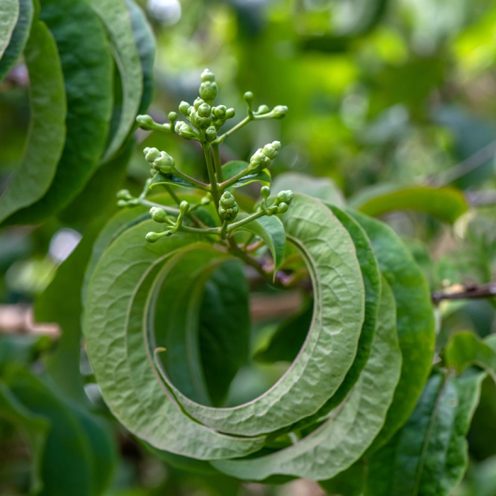 Heptacodium miconioides Temple of Bloom