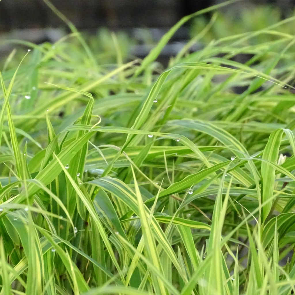 Herbe du Japon - Hakonechloa macra Albostriata