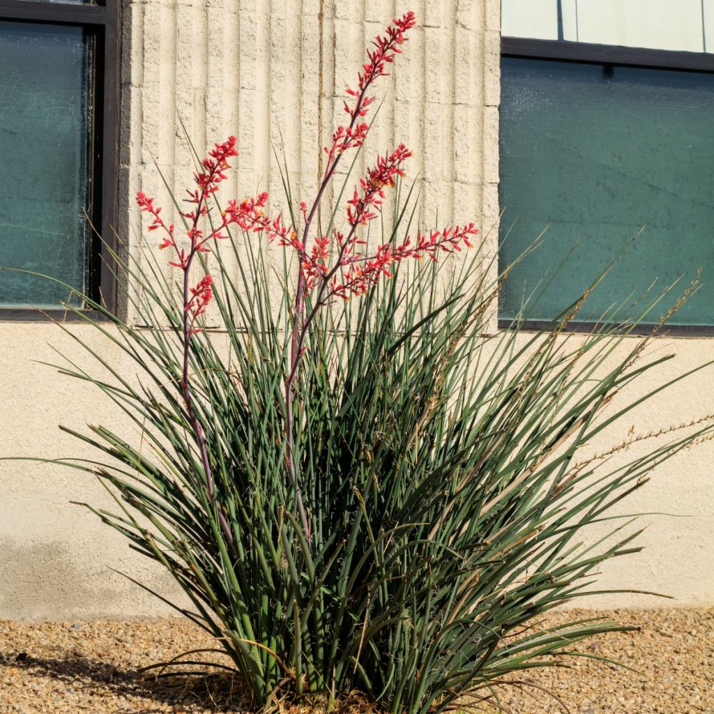 Hesperaloe parviflora Arizona Sunrise - Yucca rossa
