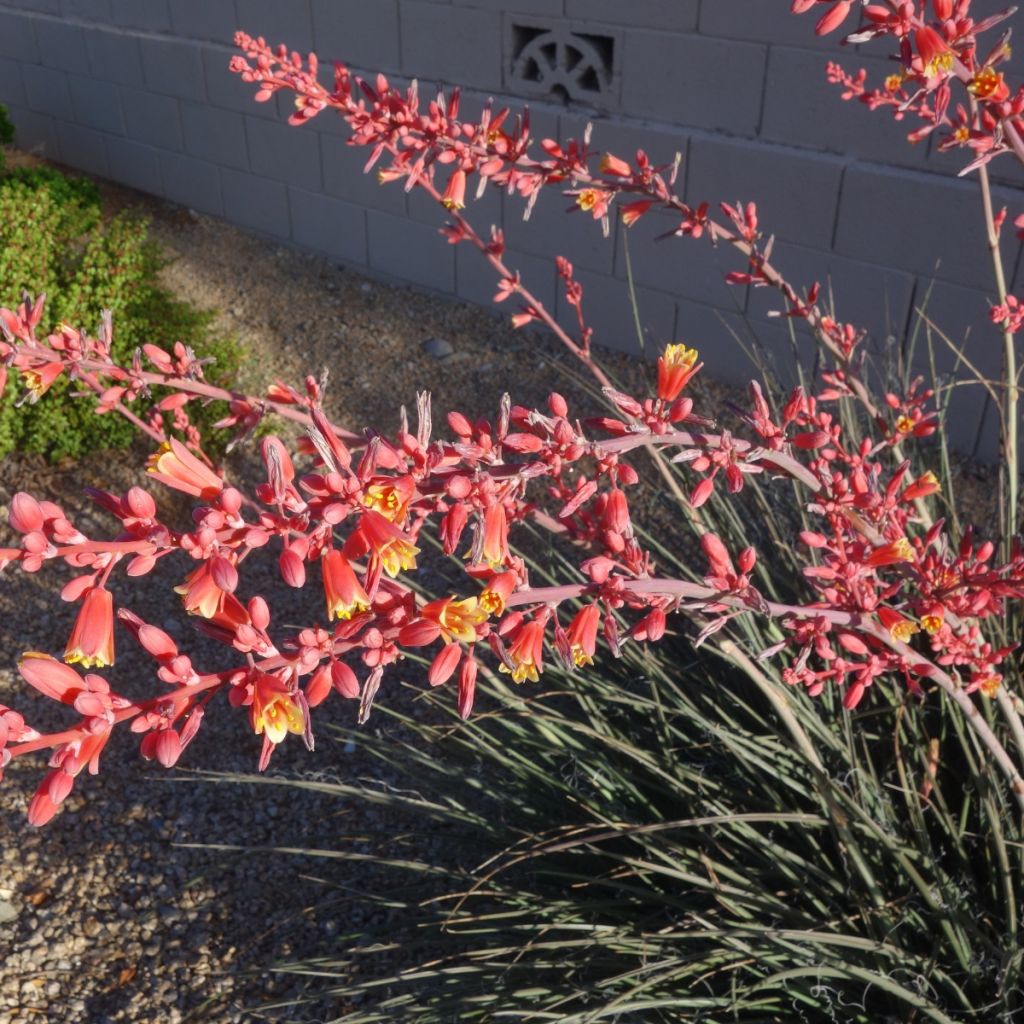 Hesperaloe parviflora Arizona Sunrise - Yucca rossa
