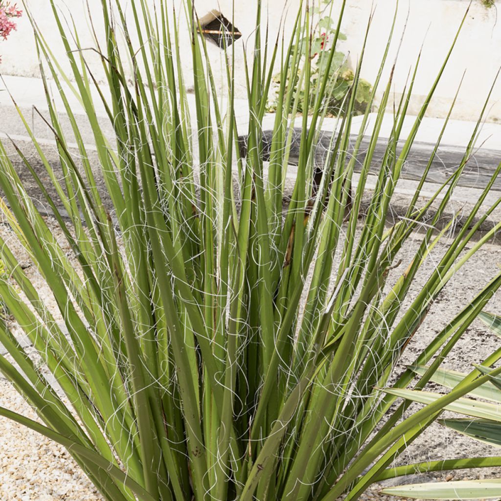 Hesperaloe parviflora Yellow Sun - Yucca rossa