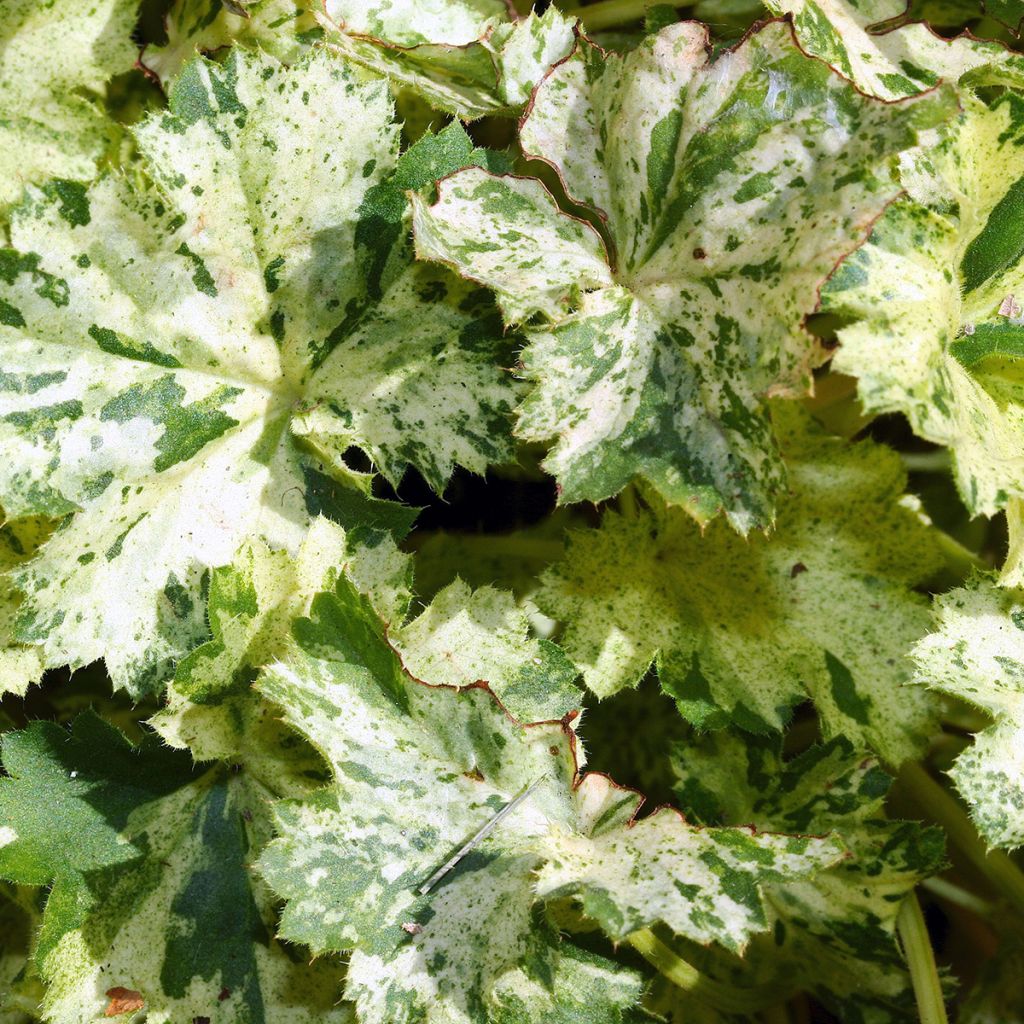 Heuchère Coral Cloud