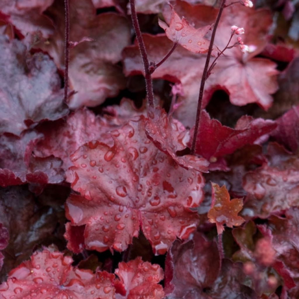 Heuchera Fire Chief