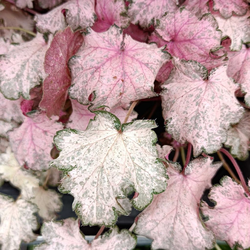 Heuchera Pinky Panky