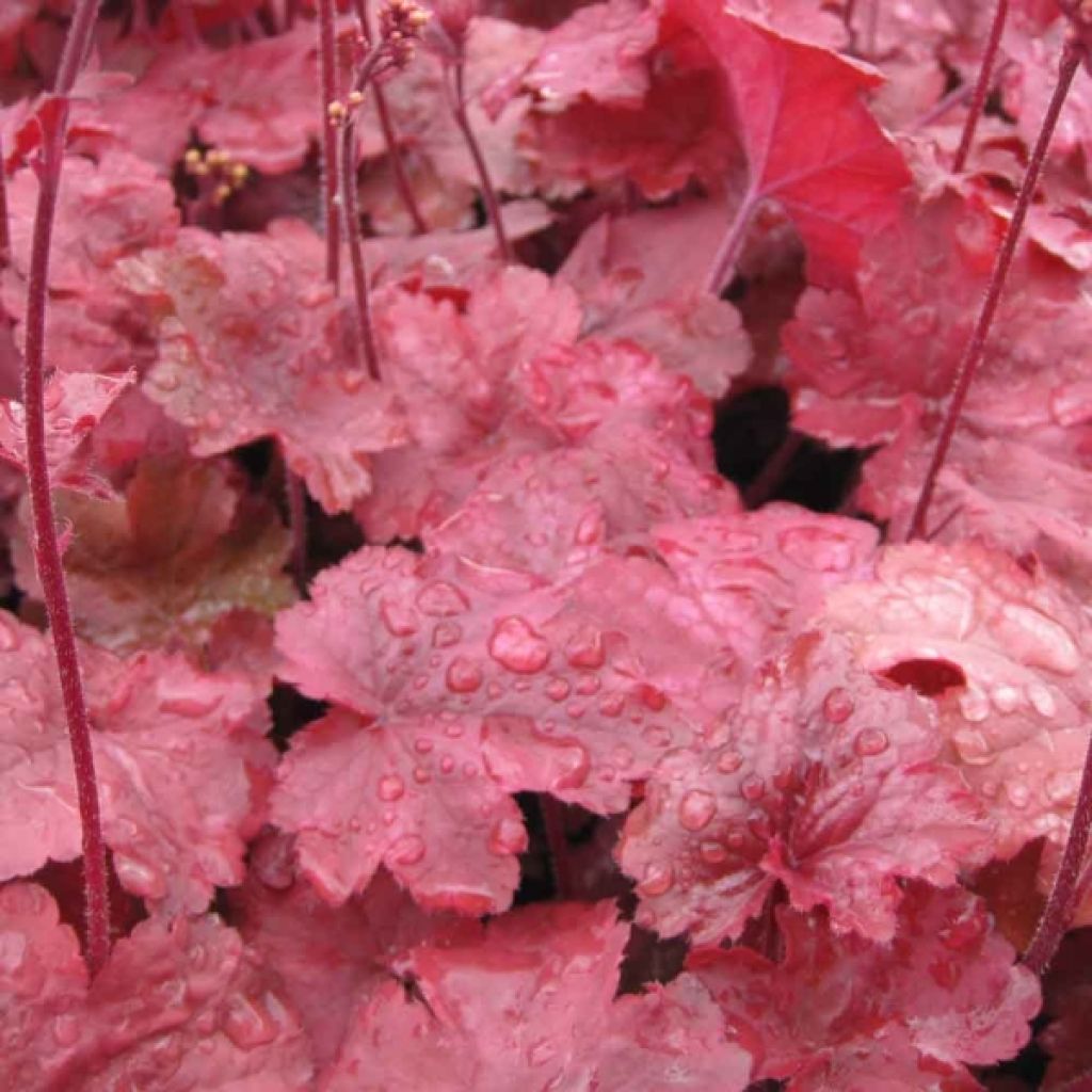 Heuchera Root Beer