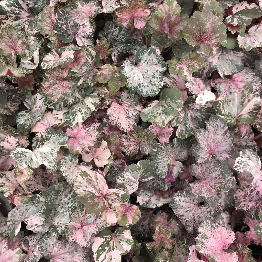 Heuchera Pinky Panky