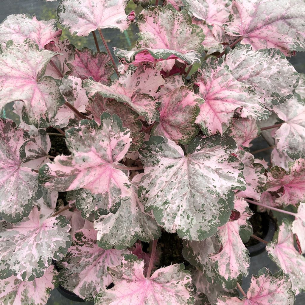 Heuchera Pinky Panky