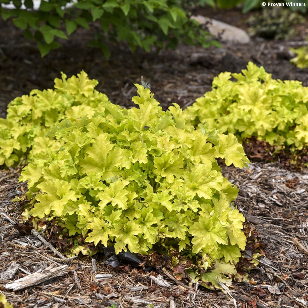 Heuchera Apple Twist