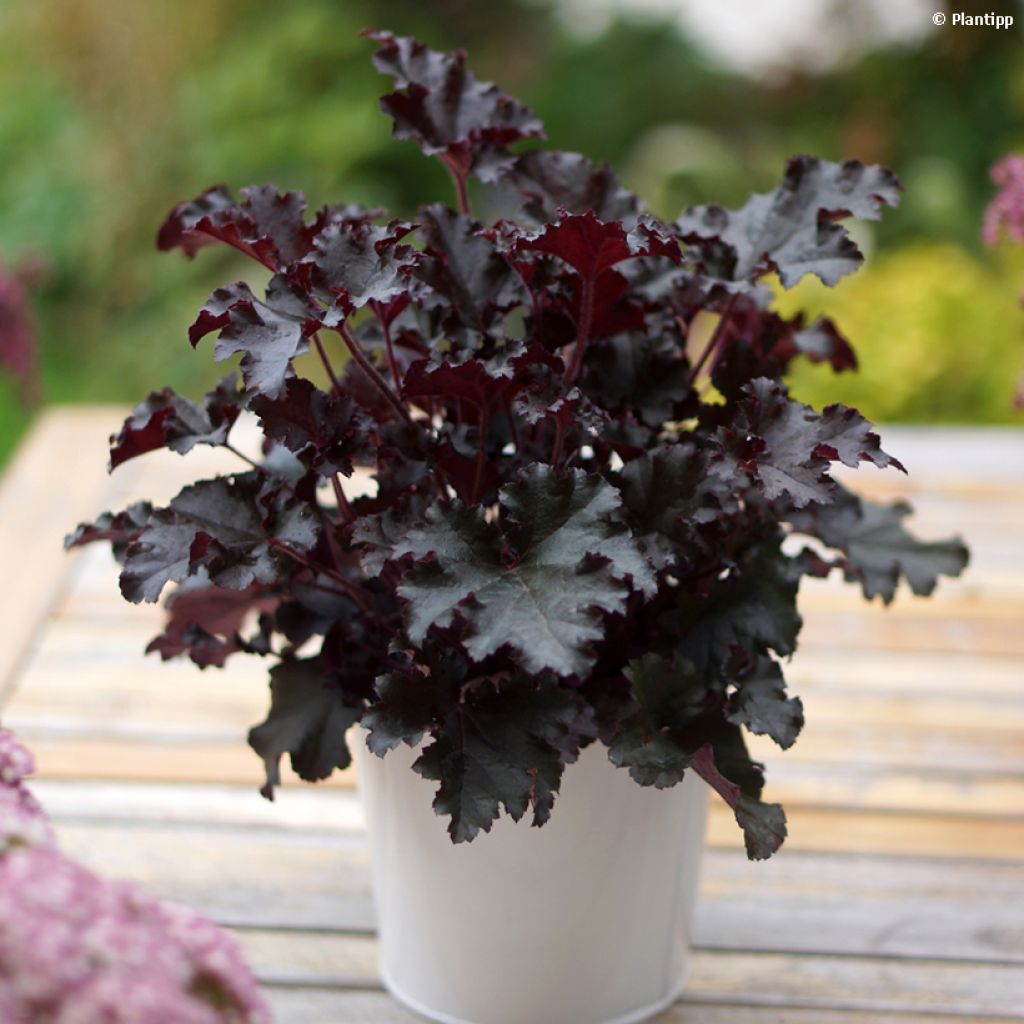 Heuchera Dark Secret