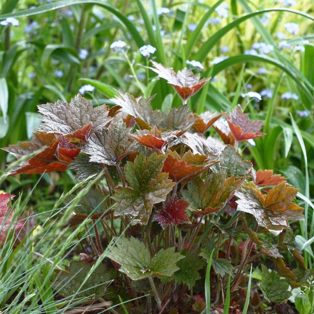 Heuchera micrantha Palace Purple