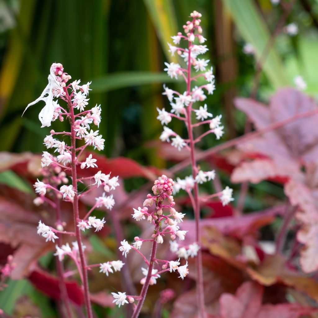 Heuchera micrantha Palace Purple