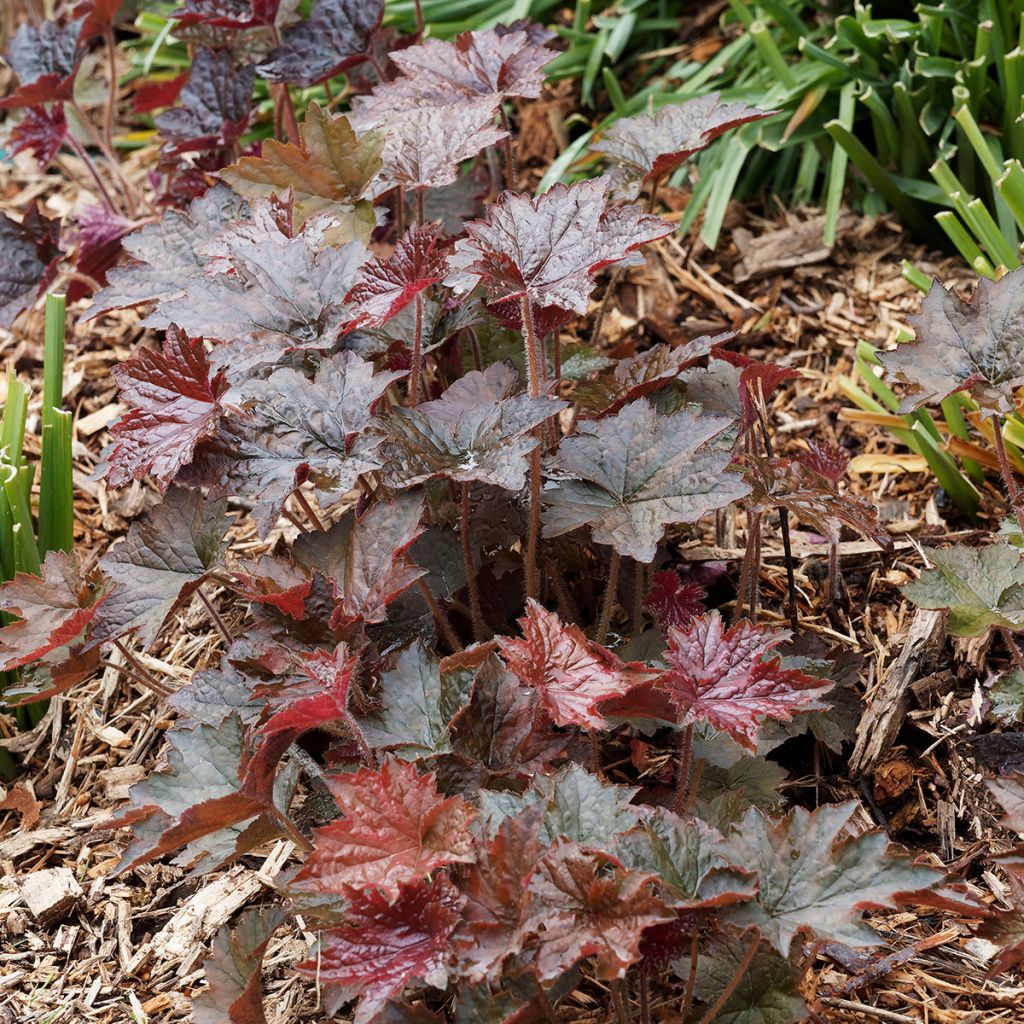 Heuchera micrantha Palace Purple