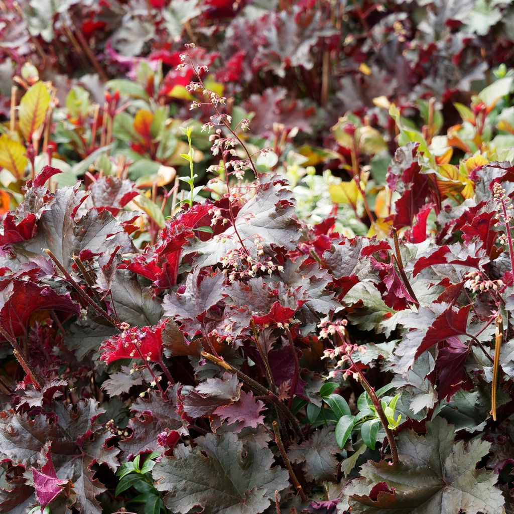 Heuchera micrantha Palace Purple