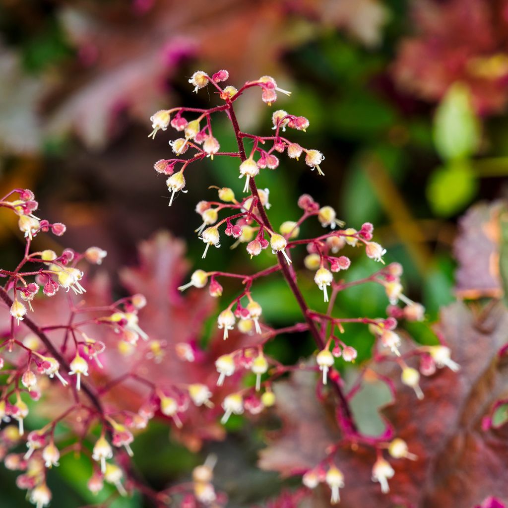 Heuchera micrantha Palace Purple