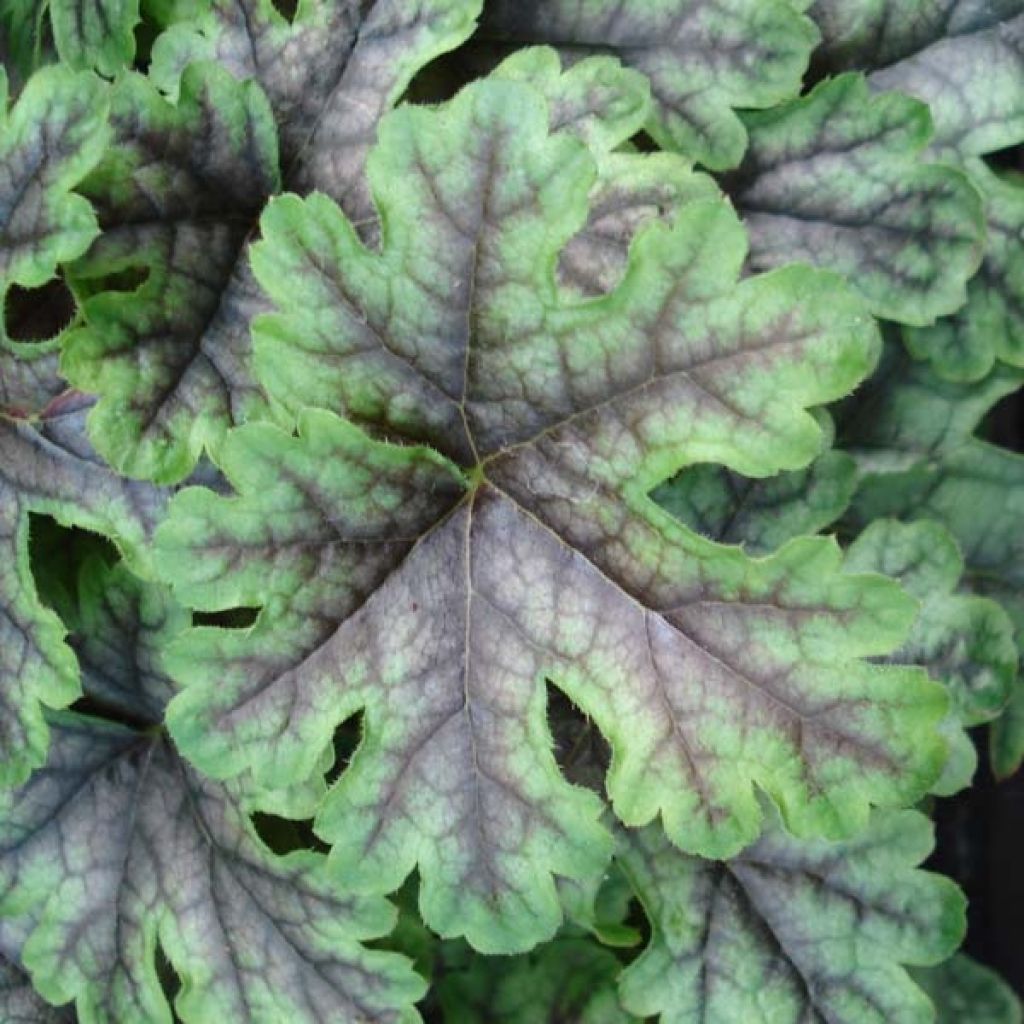 Heucherella Tapestry