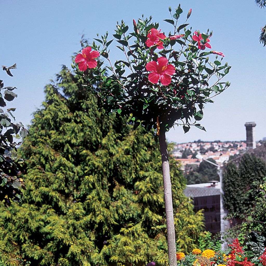 Hibiscus Sunny Cities Premiere Red - Ibisco