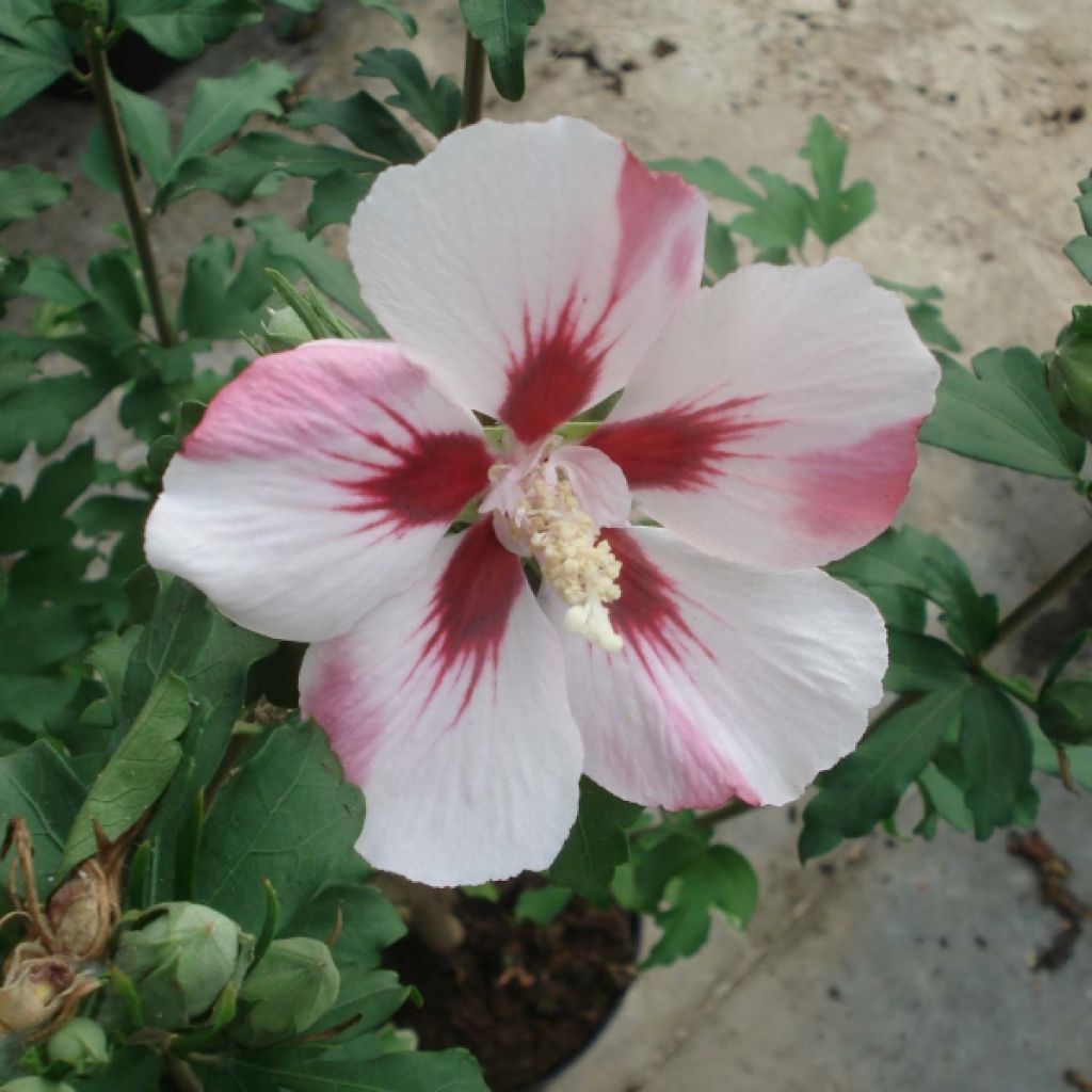 Hibiscus syriacus Hamabo - Ibisco