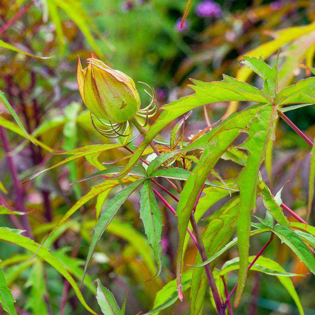 Hibiscus coccineus - Ibisco scarlatto