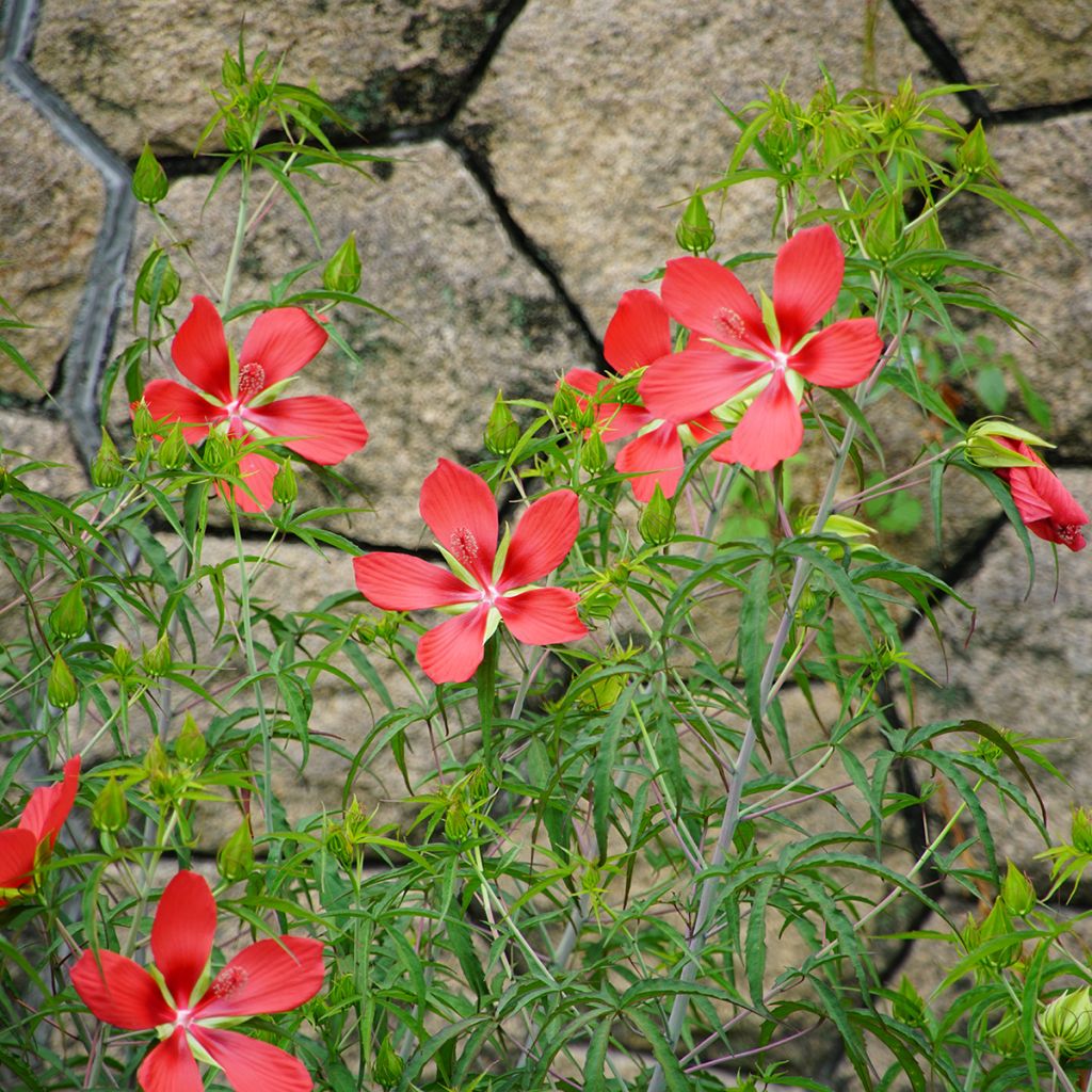 Hibiscus coccineus - Ibisco scarlatto