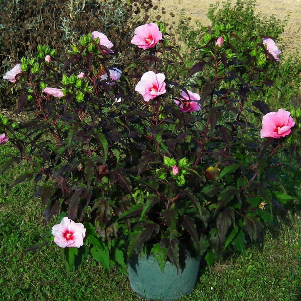 Hibiscus moscheutos Joli Coeur - Ibisco palustre