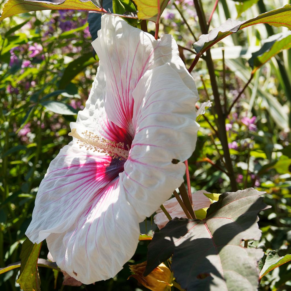 Hibiscus moscheutos Joli Coeur - Ibisco palustre