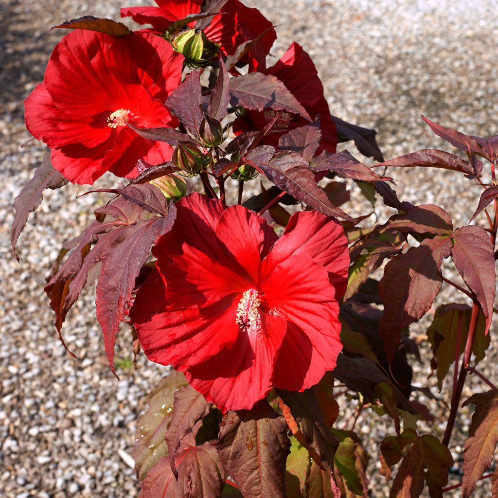 Hibiscus moscheutos Midnight Marvel - Ibisco palustre