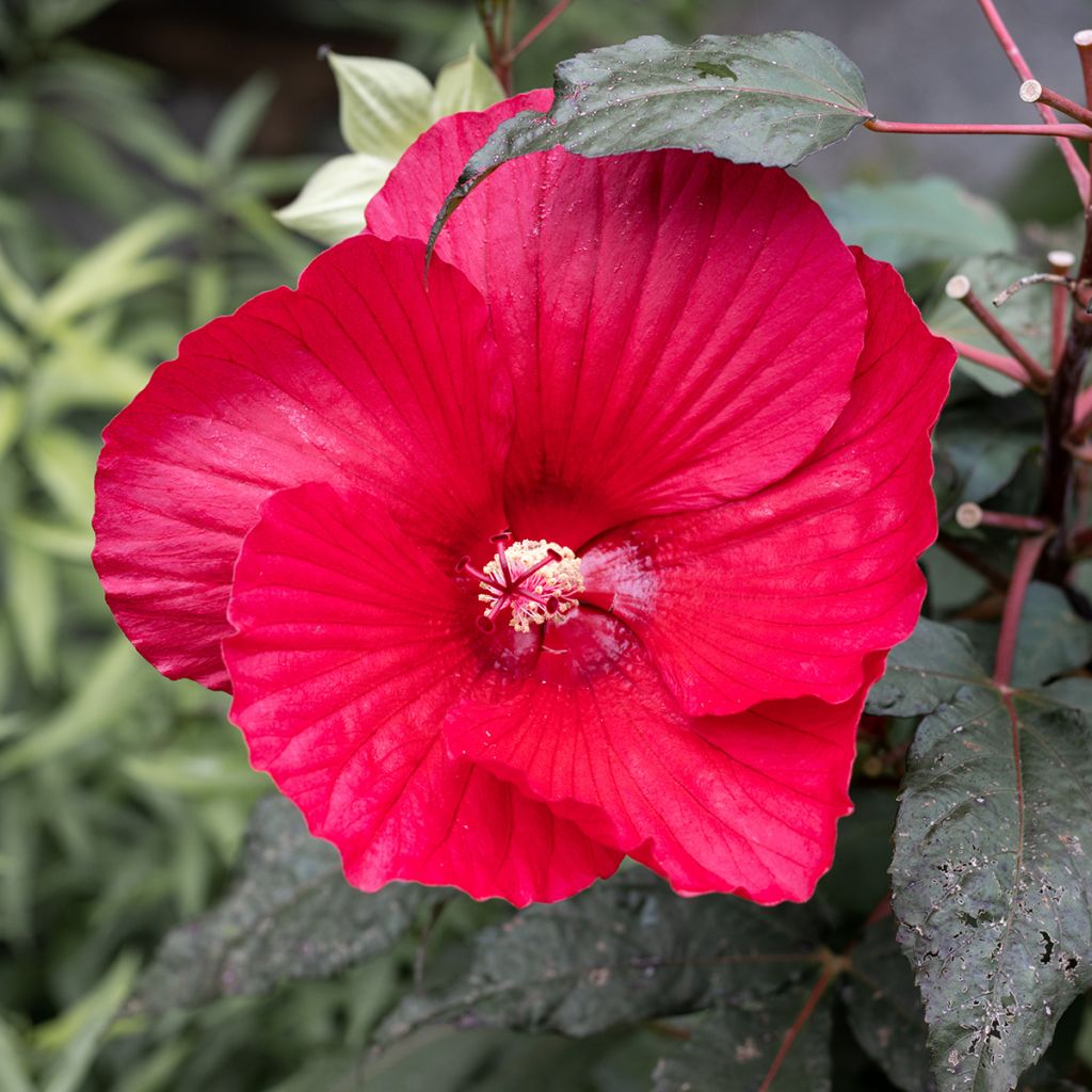 Hibiscus moscheutos Midnight Marvel - Ibisco palustre