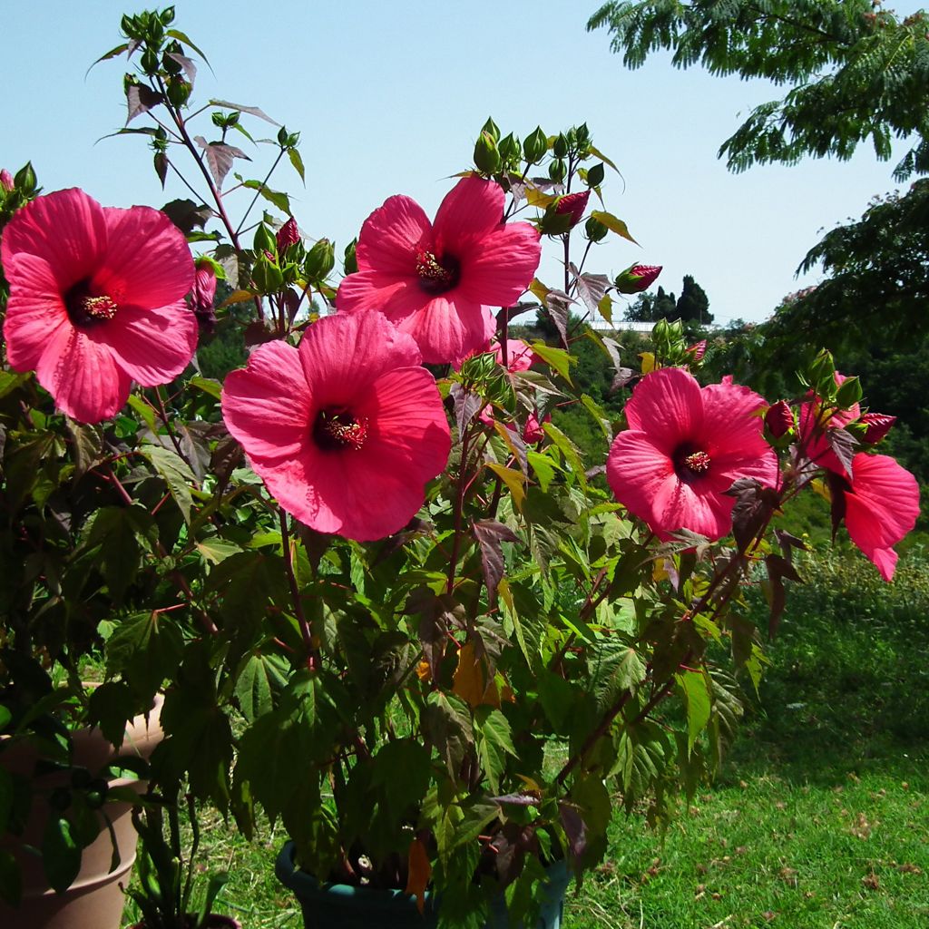 Hibiscus moscheutos PLANET Griotte - Ibisco palustre