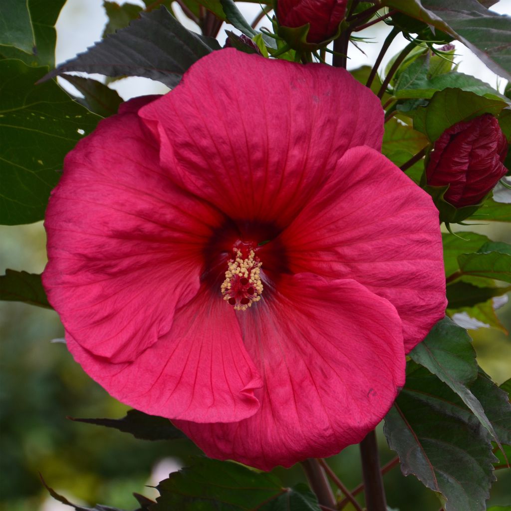 Hibiscus moscheutos PLANET Griotte - Ibisco palustre
