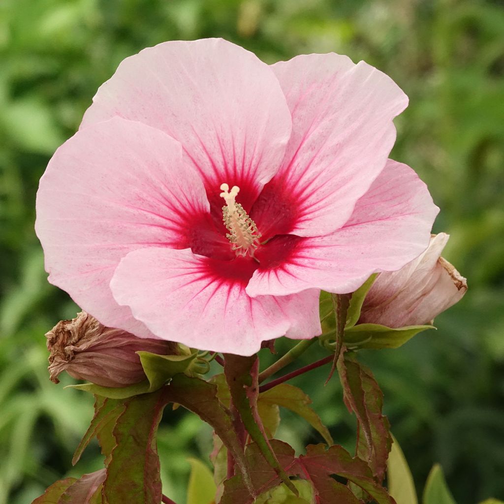 Hibiscus moscheutos Pink Candy - Ibisco palustre