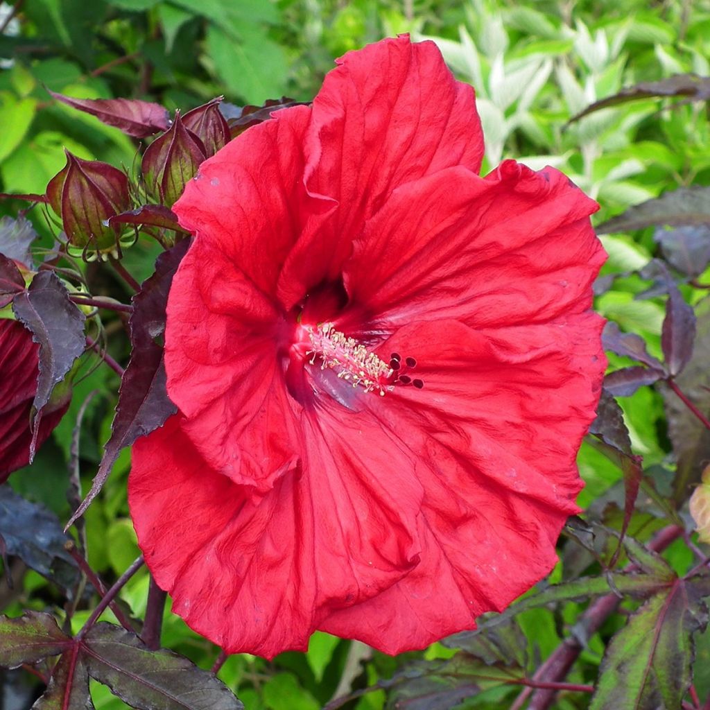 Hibiscus moscheutos Red Wine - Ibisco palustre