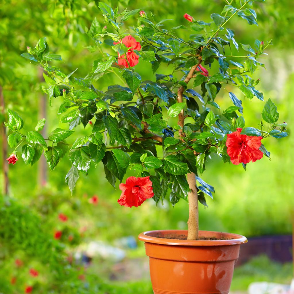 Hibiscus rosa-sinensis - Ibisco