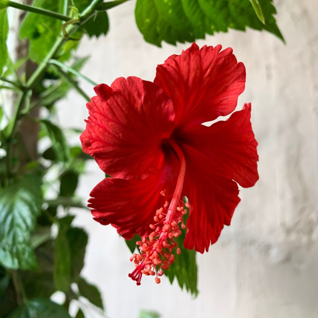 Hibiscus rosa-sinensis - Ibisco