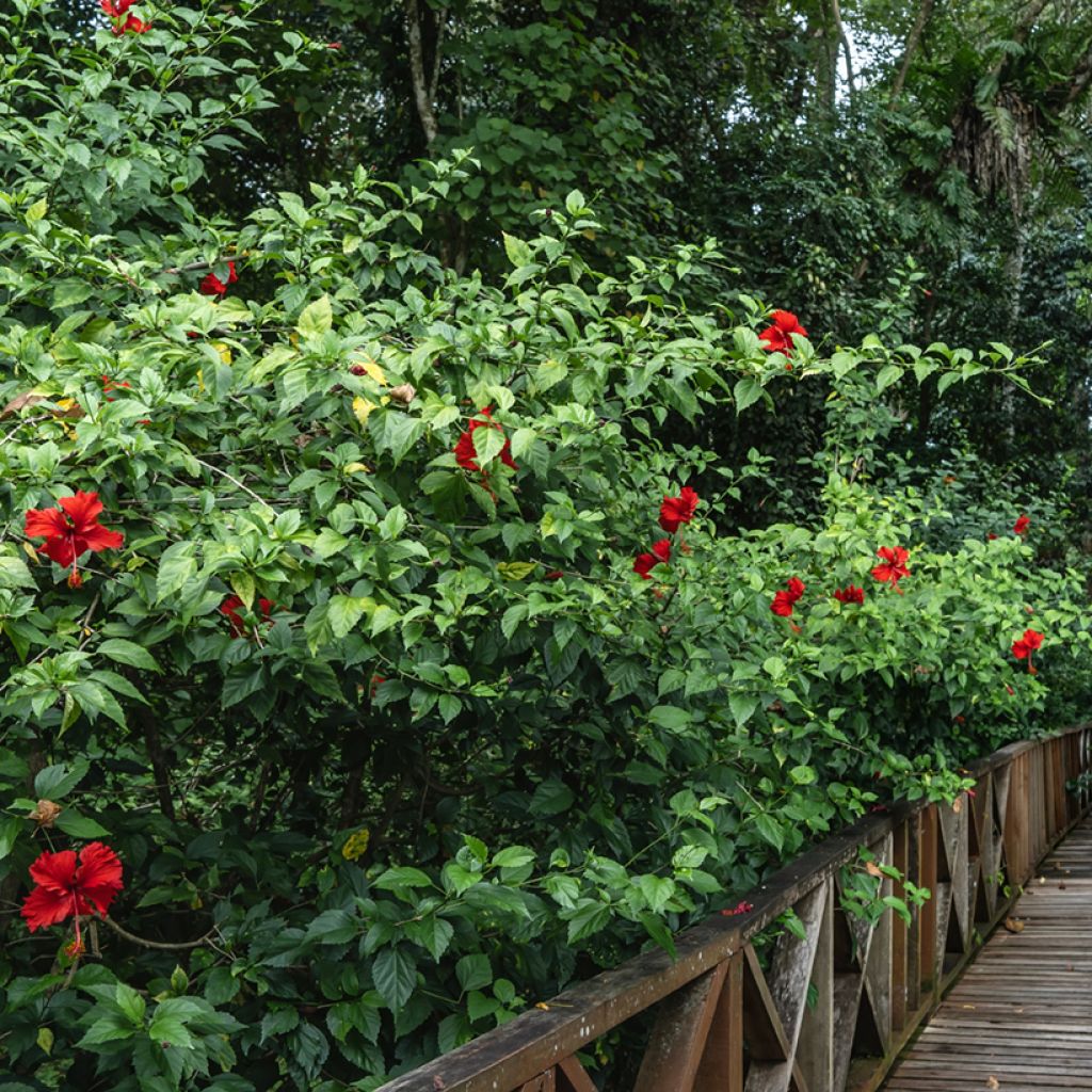 Hibiscus rosa-sinensis - Ibisco