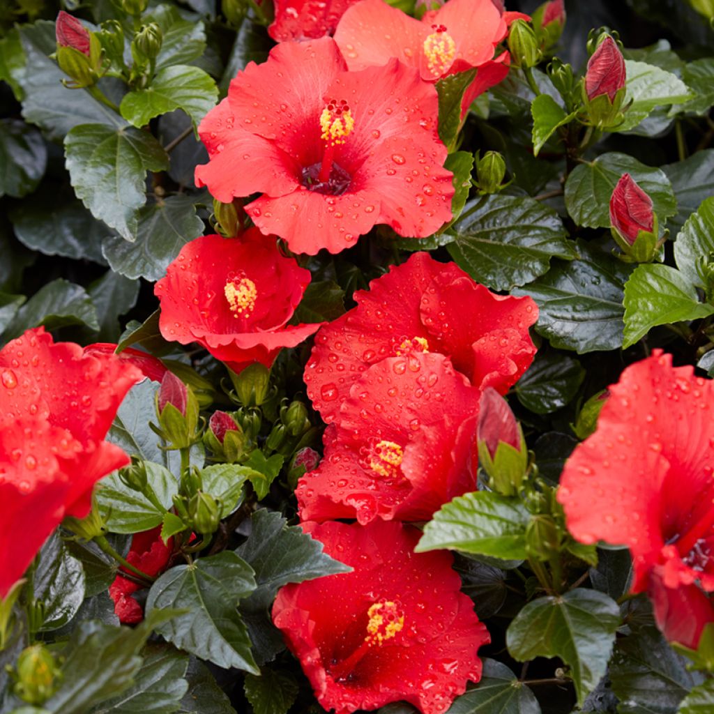 Hibiscus rosa-sinensis - Ibisco