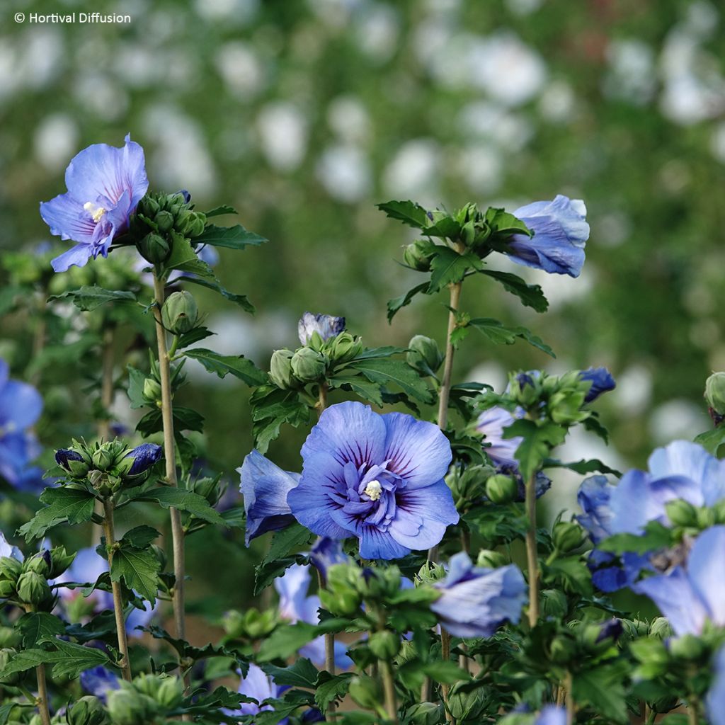 Hibiscus syriacus Beautifull Cobalt - Ibisco