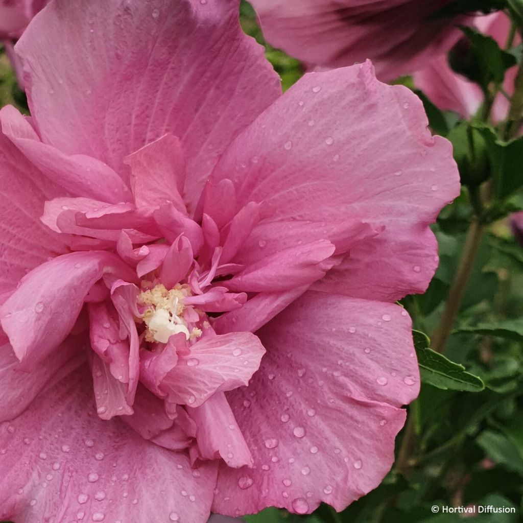 Hibiscus syriacus Beautifull Magenta - Ibisco