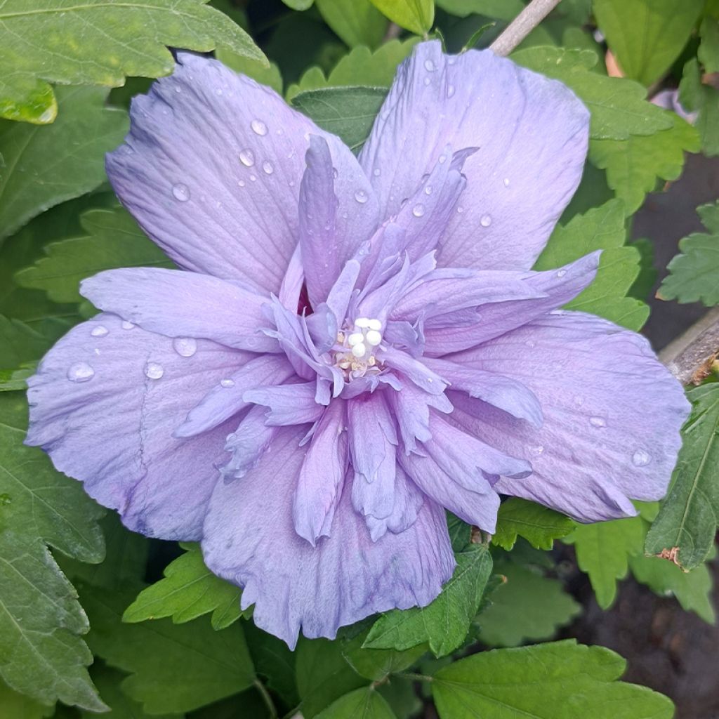 Hibiscus syriacus Blue Chiffon - Ibisco