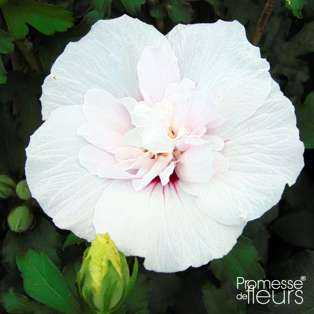 Hibiscus syriacus China Chiffon - Ibisco