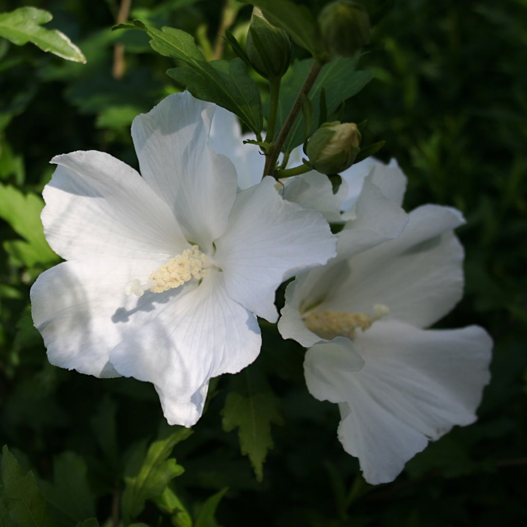 Hibiscus syriacus Eléonore - Ibisco