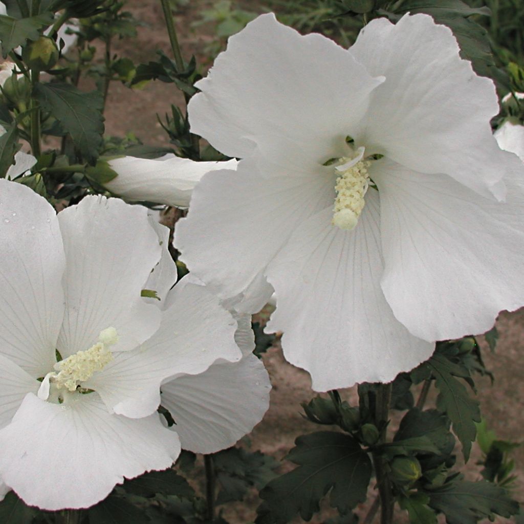 Hibiscus syriacus Eléonore - Ibisco