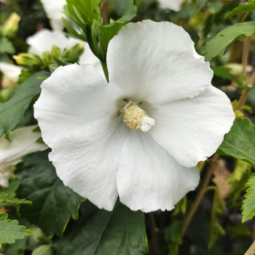Hibiscus syriacus Eléonore - Ibisco