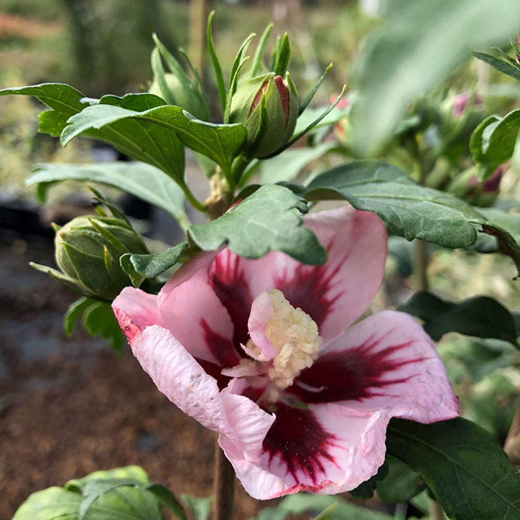 Hibiscus syriacus Hamabo - Ibisco