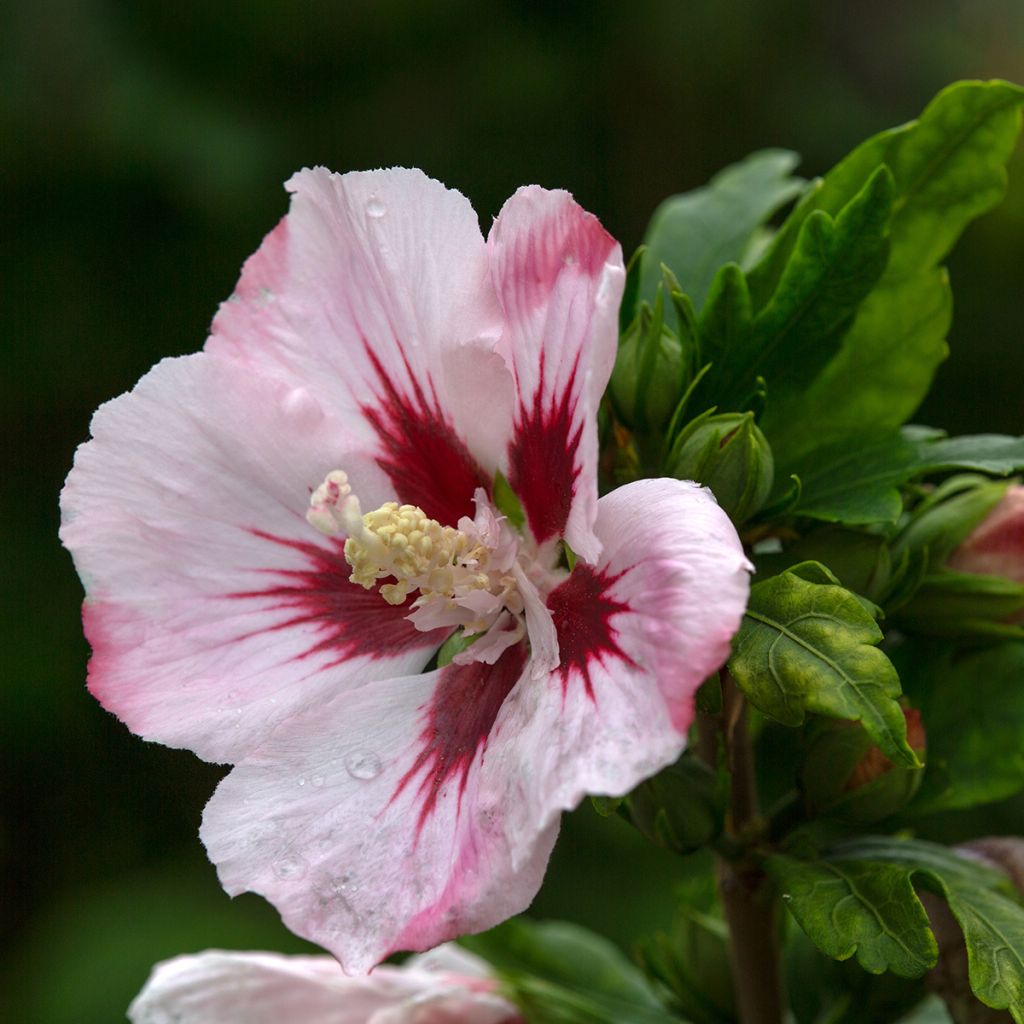 Hibiscus syriacus Hamabo - Ibisco