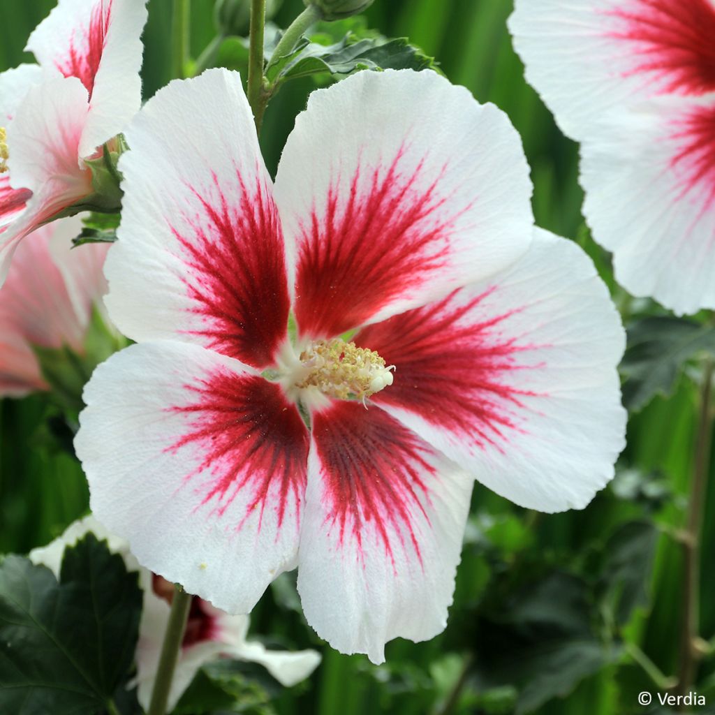 Hibiscus syriacus Hibisa Blanco - Ibisco