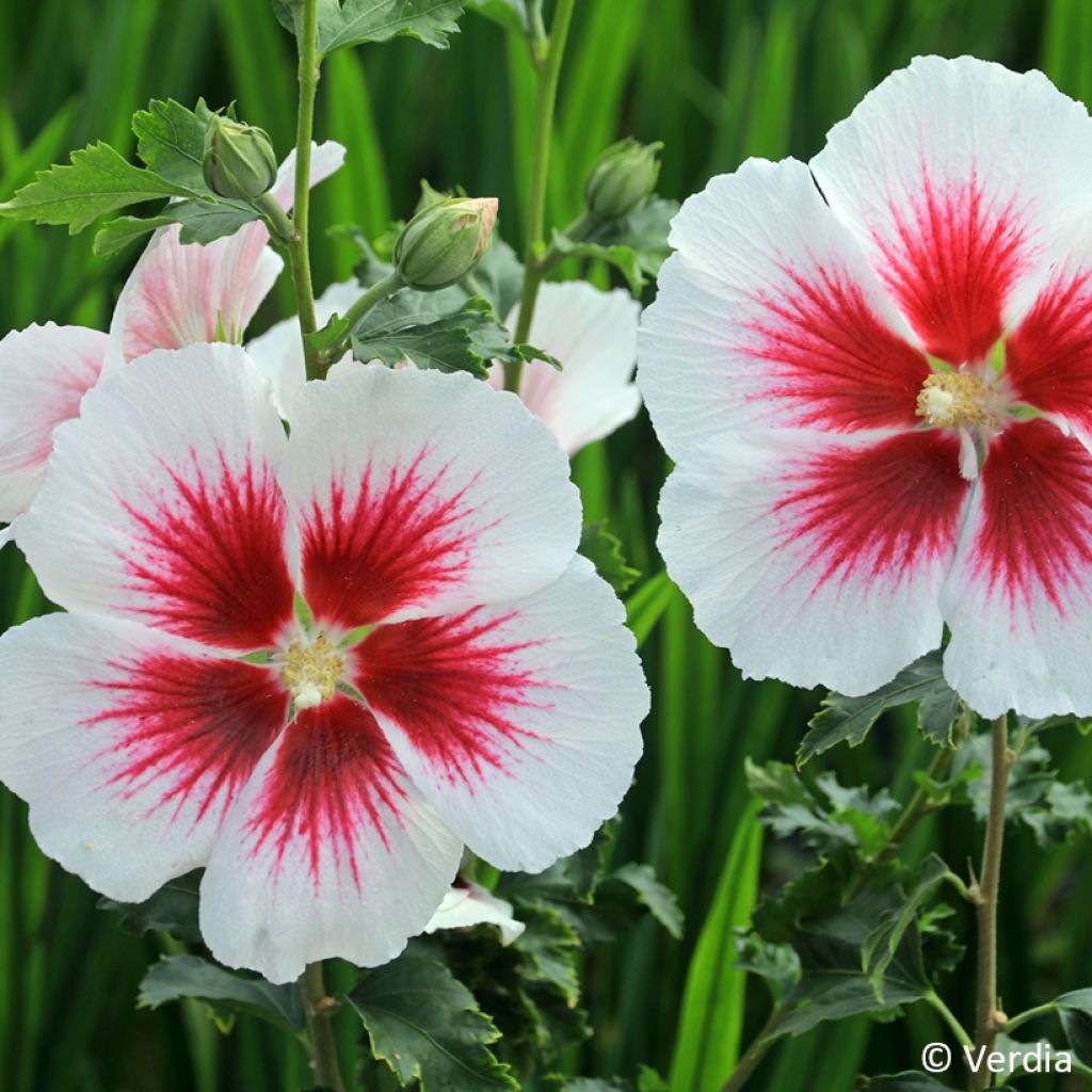 Hibiscus syriacus Hibisa Blanco - Ibisco