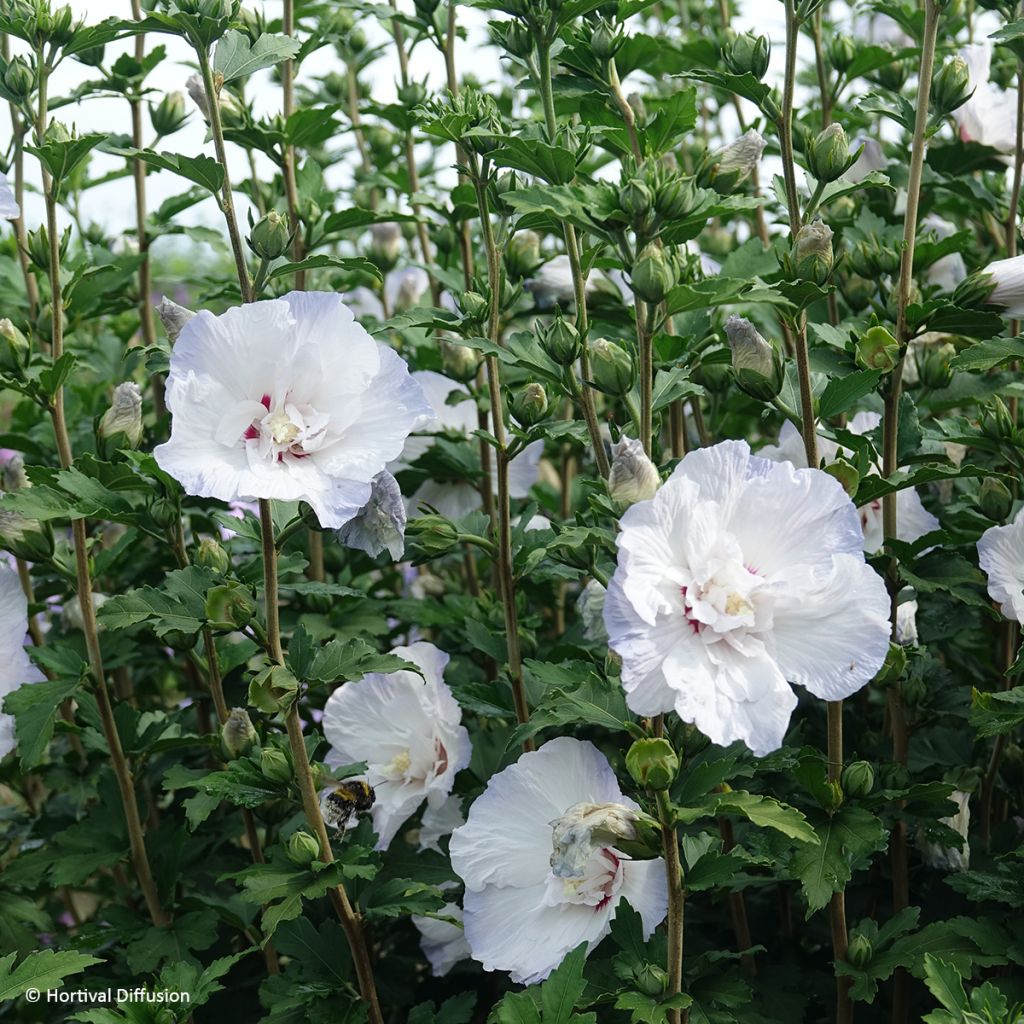 Hibiscus syriacus Igloo - Ibisco
